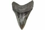 Fossil Megalodon Tooth - South Carolina #204594-1